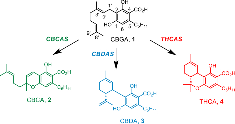 Reactions catalyzed by cannabichromenic acid synthase (CBCAS), cannabidiolic acid synthase (CBDAS) and Δ9-tetrahydrocannabidiolic acid synthase (THCAS).