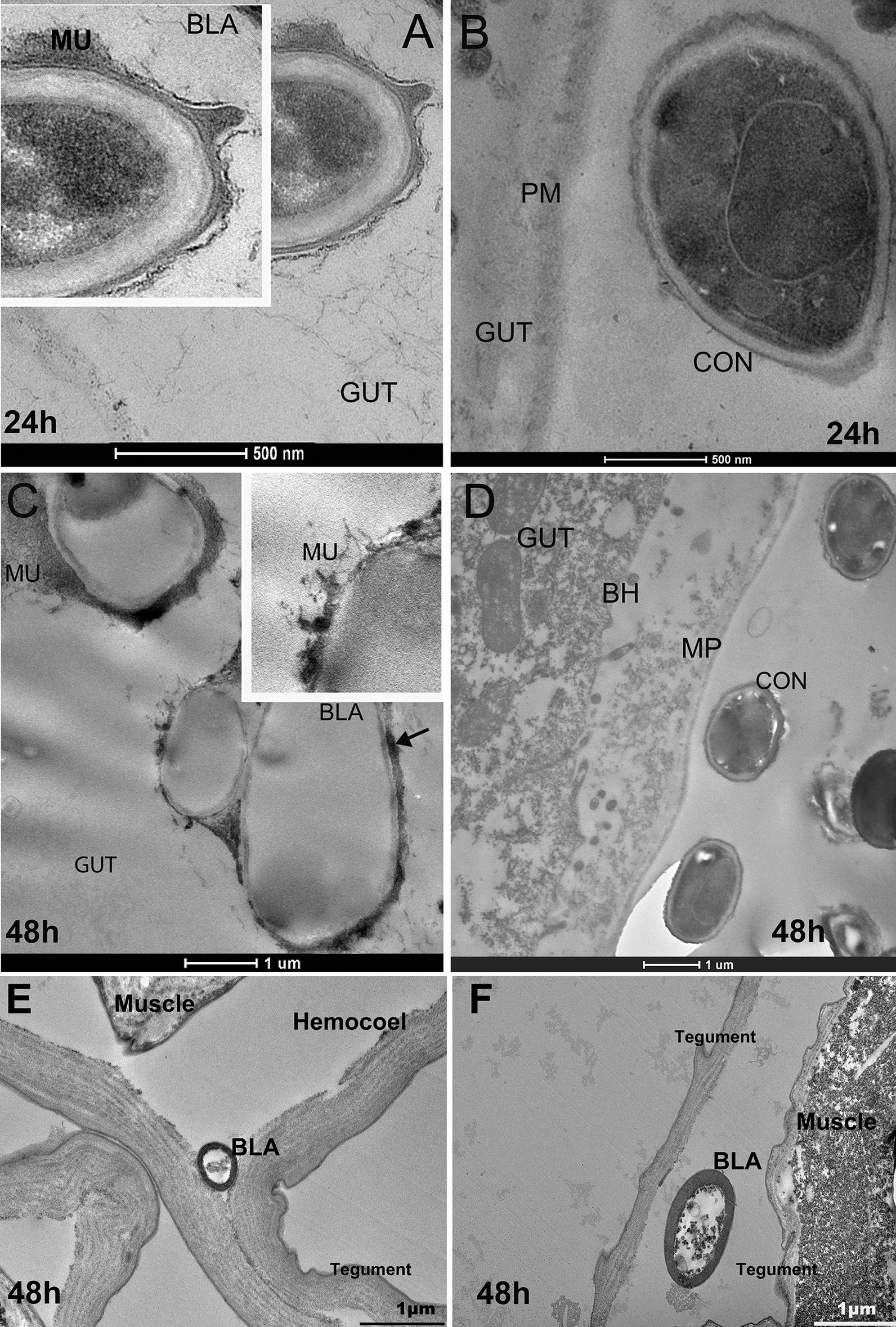 Photomicrography of blastospores (BLA) and conidia (CON) of Beauveria bassiana CG 206 infecting Aedes aegypti larvae at 24 (A, B) or 48 h (C–F) via the digestive tract (A–D) and hemocoel (E) and between 2 teguments (F). Material similar to mucilage (MU); or melanin (black arrow); peritrophic membrane (PM); brush border (BB)