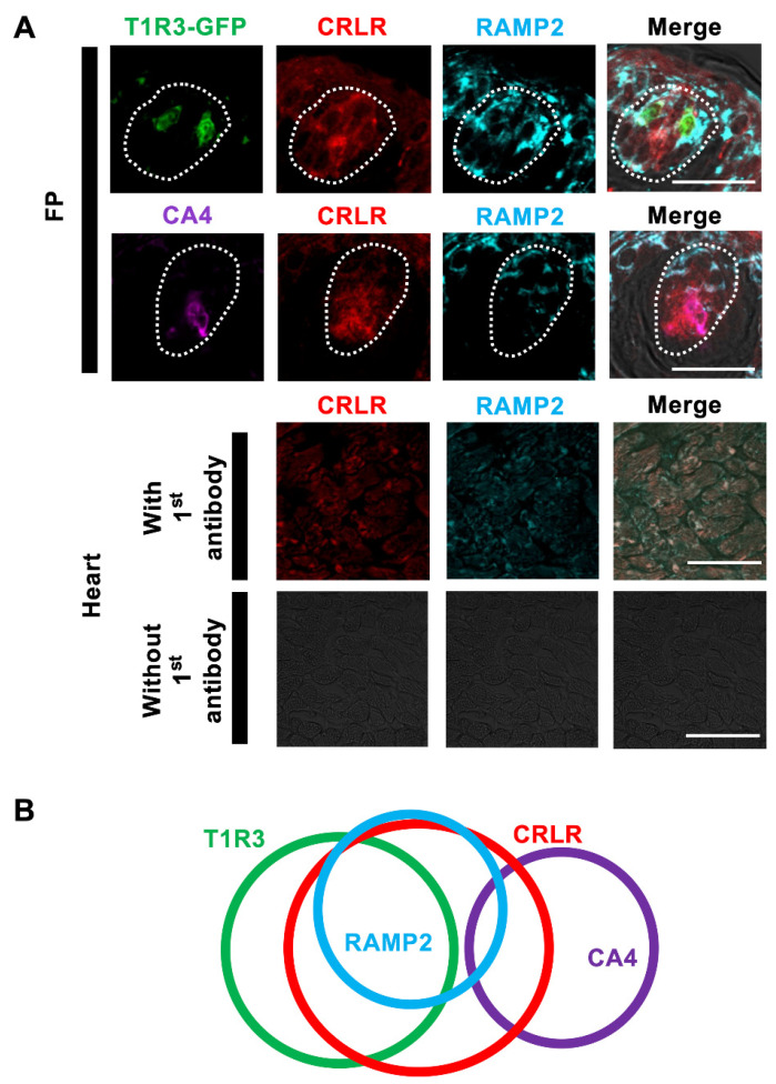 CRLR and RAMP2 immunoreactivities in mouse fungiform papilla (FP) taste cells. (A) Co-expression of CRLR (red) and RAMP2 (blue) with T1R3-GFP (green, first row) or CA4 (purple, second row) in FP. Third and fourth rows show CRLR and RAMP2 immunoreactivities in myocardium of heart with or without first antibody. Dotted lines outline the taste bud. Scale bars, 50 µm. (B) Summary of the co-expression patterns among CRLR, RAMP2, T1R3, and CA4 in FP taste cells.