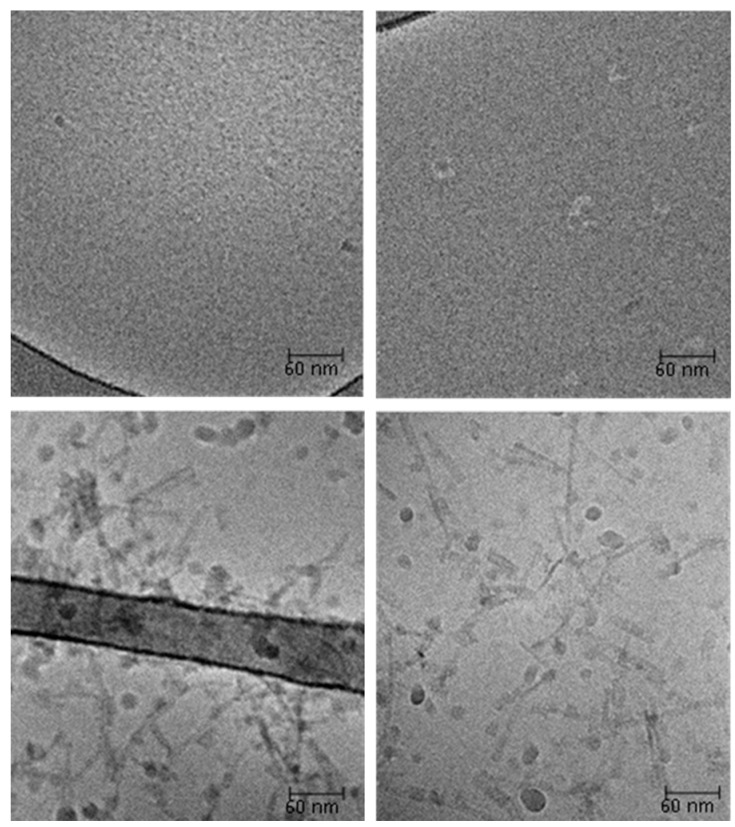 Cryo-transmission electron microscopy (cryo-TEM) images of sonicated solutions of silk (upper pictures) and silk-CBD (bottom pictures). Scale bar is 60 nm.