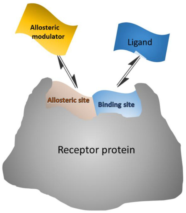 Schematic representation of allosteric modulator/receptor and orthosteric ligand/receptor interactions that can be exploited in surface competition assays, where the surface-bound receptor interacts with both labeled ligand and unlabeled modulator from the sample.