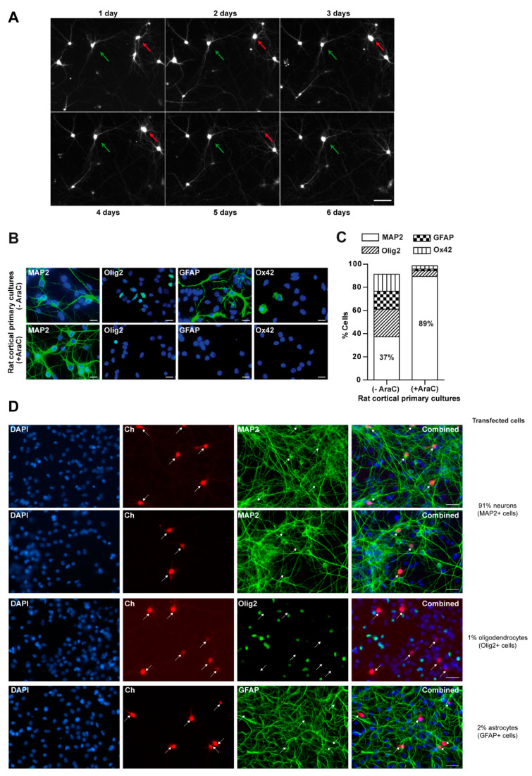 Longitudinal survival analysis in mixed and neuron-enriched cortical primary cultures. (A) Example of longitudinal tracking with automated microscopy of individual rat cortical primary neurons transiently transfected with green fluorescent protein (GFP). The green arrow points to a GFP-expressing neuron tracked longitudinally for up to 6 days post-transfection. The red arrow points to another GFP-expressing neuron that survives 4 days post-transfection. Magnification bar: 50 μm. (B) Characterization of mixed (−AraC) and neuron-enriched (+AraC) primary cultures. Rat cortical primary cultures were treated with 10 μM AraC at DIV2 for 48 h to prevent glial proliferation. Photomicrographs with representative images corresponding to mixed (upper row) and neuron-enriched (lower row) cultures. The cellular composition of both types of cultures was characterized by immunofluorescence using the following markers: MAP2 for neurons, Olig2 for oligodendrocytes, GFAP for astrocytes and Ox42 for microglia. Cellular nuclei were stained with DAPI. Magnification bars: 10 μm. (C) Quantification of the percentage of each cell type relative to the total number of cells (DAPI positive nuclei). Each percentage corresponds to the mean of 3 independent experiments +/- the standard error of the mean: in mixed cultures: MAP2 89 +/− 3.2, GFAP 15 +/− 1.4, Olig2 24 +/− 1.5 and Ox42 15 +/− 1.5; in neuron-enriched cultures: MAP2 89 +/− 3.2, GFAP 1.5 +/− 0.1, Olig2 5 +/− 0.7 and Ox422.8 +/− 1.2 (D) Estimation of the percentage of transfected cells that are neurons. Mixed rat primary neuronal cultures were transfected with a plasmid expressing mCherry (Ch). Neurons were fixed 24 h after transfection and immunostained with specific antibodies against MAP2, Olig2 and GFAP. Around 90 transfected cells per condition were analyzed. Magnification bars: 25 μm.