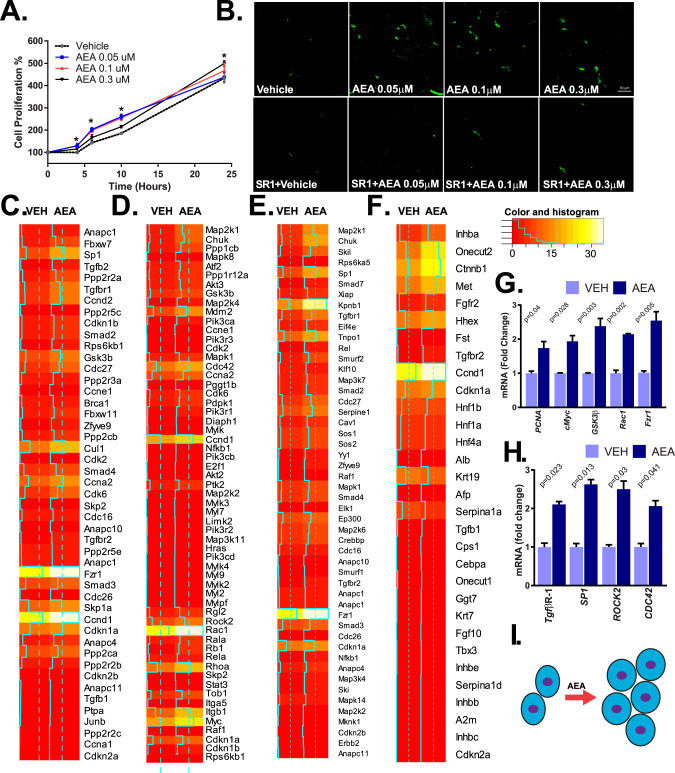 Effect of AEA on the proliferation and transcriptome analyses reveal distinct modulation of cell cycle and cell differentiation pathways by AEA in mouse HPCs.A A concentration-dependent increase in proliferation of cells exposed to 50–300 nM anandamide. B Inhibition of the pro-proliferative effect of AEA by the CB1R antagonist SR1 (rimonabant), as monitored by BrdU incorporation and detected by fluorescence confocal microscopy in BMOL. C–F RNA-seq analyses of six pooled samples of BMOL cells treated with vehicle (VEH) or AEA (300 nM) are presented as heat maps. These heatmap data reveal AEA-induced genes involved in cell cycle regulation, including regulation of G1/S transition (C) and Ras and Rho proteins (D); and cellular differentiation, including TGFß-receptor signaling (E) and transcription factors involved in hepatocyte lineage segregation (F). Differentially expressed genes are highlighted by color coding and by a solid blue line in the heatmap. G Real-time PCR validation of five highly regulated target genes in cell cycle pathways (PCNA, cMyc, GSK3β, Rac1, and Fzr1) from three additional samples (n = 3/group, * P < 0.05 AEA-treated vs vehicle-treated cells). H Real-time PCR validation of four target genes in cell differentiation pathways (TGFβR-1, SP1, ROCK2, and CDC42) were verified by real-time PCR analyses (n = 3/groups, *P < 0.05 AEA-treated vs vehicle-treated cells). I Schematic summary model of the effect of AEA in HPC.