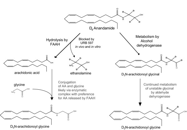 Two pathways for N-arachidonoyl glycine (NAGly) biosynthesis from N-arachidonoyl ethanolamine (AEA).