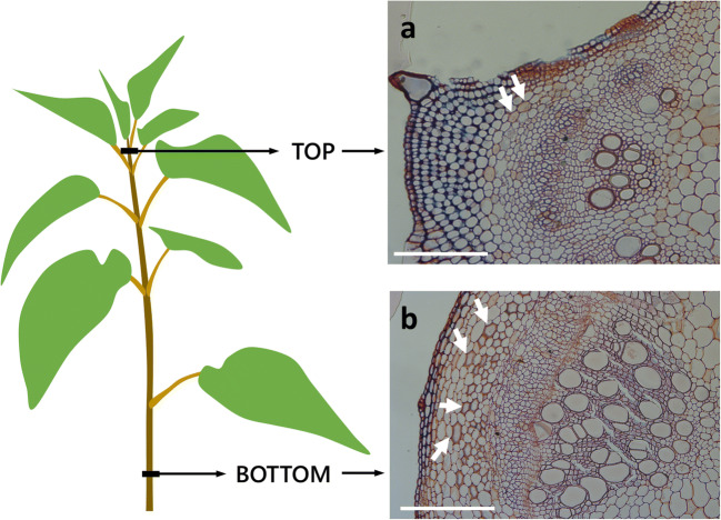 Schematic representation of a nettle plant with the two regions analyzed in this work: the “top” internode, more flexible and elastic, and the “bottom” internode, thicker and stiffer. Histological images on the right show sections of the nettle stem at the top (a) and bottom level (b); at the top level, developing bast fibers are indicated by arrows; in the case of bottom stem, bast fibers with thick cell wall are also indicated by arrows. The images are fixed sections stained with FASGA. Bars: 200 μm