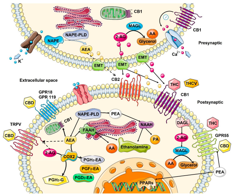 Biosynthesis, degradation, and interaction of endocannabinoids with cannabinoid receptors. Biosynthesis and the inactivation of the two endogenous lipid messengers, such as endocannabinoids N-Arachidonoylethanolamine or anandamide (AEA), 2-arachidonoylglycerol (2-AG), and N-palmitoylethanolamide (PEA) act on cannabinoid receptors. AEA and 2-AG are typically released on demand from membrane lipids. AEA synthesized from N-arachidonoyl-phosphatidylethanolamines (NAPE) via the activity of N-acyl-phosphatidylethanolamine-hydrolyzing phospholipase D (NAPE-PLD) and hydrolyzed by fatty acid amide hydrolase (FAAH) to ethanolamine and arachidonic acid (AA). 2-AG is 2-AG can also be produced from sn-2-arachidonate-containing diacylglycerols by sn-1-acyl-2-arachidonoylglycerol lipase (DAGL), and degraded by lipase (MAGL), releasing glycerol and AA. PEA is hydrolyzed by N-acylethanolamine-hydrolyzing acid amidase (NAAA) into ethanolamine and palmitic acid (PA). Cyclooxygenase-2 (COX-2) can also oxidize anandamide and 2-AG, followed by prostaglandin synthases to produce prostamides (from anandamide) and prostaglandin-ethanolamide, PG-EA (from 2-AG). Both AEA and 2-AG move across the plasma membrane via a purported endocannabinoid membrane transporter (EMT) and target CB1 and CB2, which show an extracellular binding site. 2-AG, AEA, and PEA directly activate orphan G-protein-coupled receptors (GPR55, GPR18, GPR119), the transient receptor potential of vanilloid (TRPV) channel, and peroxisome proliferator-activated nuclear receptors (PPARs). Dashed lines denote low-affinity bindings. Phytocannabinoids Δ9-tetrahydrocannabinol (THC), cannabidiol (CBD), and Δ9-tetrahydrocannabivarin (THCV) showed to activate cannabinoid receptors. CB1, cannabinoid receptor 1; CB2, cannabinoid receptor 2; ER, endoplasmic reticulum. This figure was created using images from Servier Medical Art Commons Attribution 3.0 Unported License (http://smart.servier.com (accessed on 4 May 2022)).