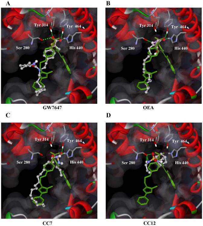Computational docking representation of the binding modes of the optimal conformation/orientation in PPARα-LBD for GW7647, OEA, CC7 and CC12.(A) GW7647 pose #62, (B) OEA pose #45, (C) CC7 pose #36 and (D) CC12 pose #58 in ball and stick format colored by atom type. The co-crystallized conformation of GW405544 is shown in green, and the protein backbone is represented by ribbons (blue). The critical polar interactions (green line) and residues involved (Ser-280, Tyr-314, His-440 and Tyr-464) are shown. All agonist compounds formed a hydrogen bond with Tyr-464. The most ideal docking pose (#58) of CC12 only interacts with hydroxyl group of Ser-280.