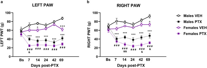 Von Frey test. Investigation of mechanical hypersensitivity in male and female rats following Paclitaxel (PTX) or vehicle (VEH) intraperitoneal injections from Baseline (Bs) to day 69. Paw withdrawal threshold (PWT): left paw (A) and right paw (B). Two-way repeated measures ANOVA followed by Tukey HSD (Honest Significant Difference) post hoc. Data expressed as mean ± S.E.M (n = 10 per group) *p < 0.05, **p < 0.01, ***p < 0.001 Males PTX vs. Males VEH, #p < 0.05, ##p < 0.01, ###p < 0.001 Females PTX vs. Females VEH, and p < 0.05, and p < 0.01 Females PTX vs. Males PTX, + p < 0.05, +++ p < 0.001 Females VEH vs. Males VEH.