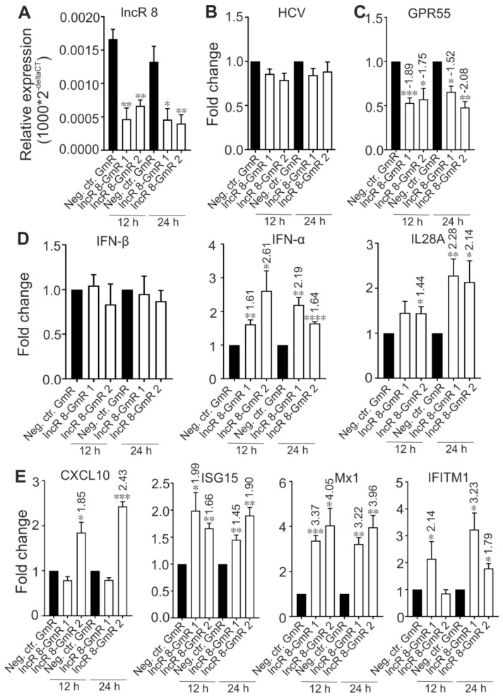 Suppression of lncR 8 promotes ISGs and inhibits GPR55 expression at early time. (A) The efficiency of GmRs suppressing lncR 8 was determined by qRT-PCR in Huh-7.5 cells. HCV RNA (B), GPR55 (C), indicated IFNs (D), and ISGs (E) after GmR treatment were detected by qRT-PCR. One day prior to HCV treatment, GmRs targeting lncRNA candidates and Neg. ctr. GmR were transfected in Huh-7.5 cells. Cells were collected at 12 h and 24 h post HCV infection. qRT-PCR data of targeted genes was normalized to GAPDH. The data are shown as the mean ± SEM of at least three independent experiments. * p ≤ 0.05, ** p ≤ 0.01, *** p ≤ 0.001, and **** p ≤ 0.0001. Altered mRNA level with significance are marked with numbers at the top of the bar. The numbers indicate fold changes of mRNA expression after GmRs treatment, where positive numbers mean upregulation, negative numbers mean downregulation.