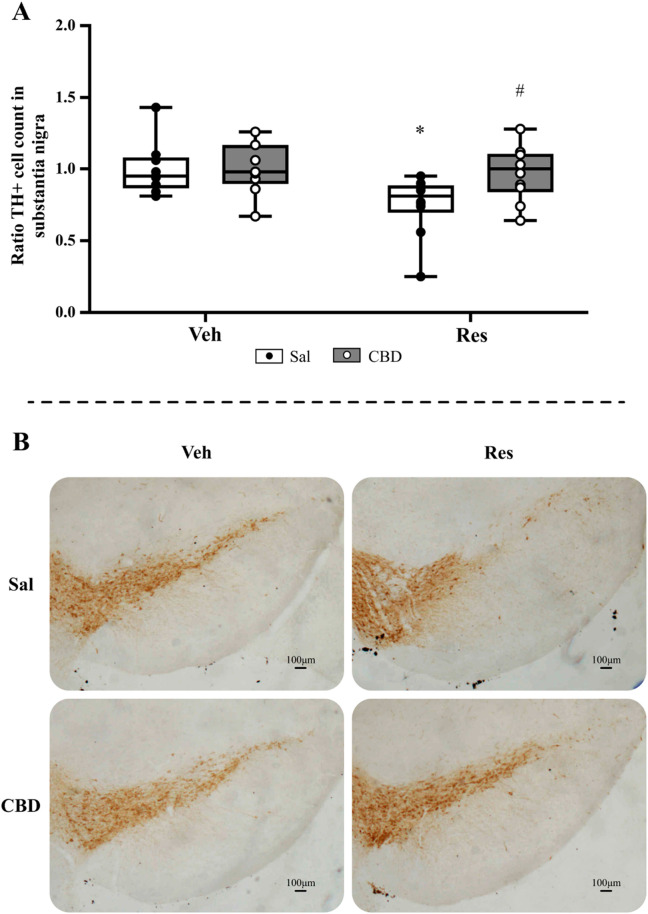 Immunohistochemical analyses of preventive protocol, including (A) TH+ cell count in the substantia nigra pars compacta, and (B) representative images from SNpc of each group (objective ×5). Circles indicate individual data in each group. *Difference between vehicle (Veh) and reserpine (Res), #Differences between saline (Sal) and cannabidiol (CBD) (Mann-Whitney test; p ≤ 0.05). Data are expressed as median with max and minimum values (n = 9–10), scale bar: 100 µm.