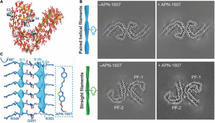 Structural and binding properties of the tau protein. (A) Side view of [18F]PM-PBB3 binding to straight filaments in AD. (B) Images from cryo-EM showing paired helical filaments and straight filaments in AD with bound [18F]PM-PBB3 (+APN-1607) and without [18F]PM-PBB3 (–APN-1607). Reproduced from Shi et al. (2021b) with permission from Springer Nature. (C) Chemical structure of a tau protofibril, representing the four high-affinity binding sites for tau tracers. S1, S3, and S4 show the core sites, and S2 shows the surface site. Reproduced from Murugan et al. (2018) with permission from American Chemical Society.