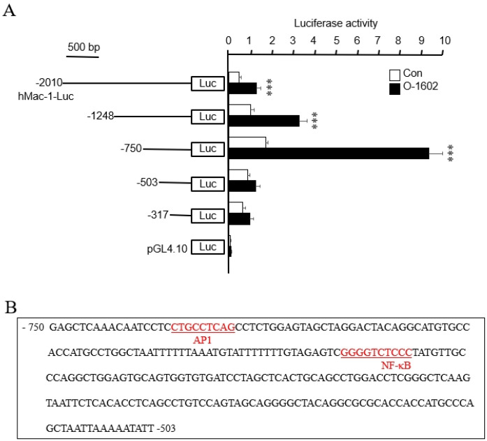 Cloning and characterization of the Mac-1 promoter involved in GPR55-mediated Mac-1 transcription. (A) THP-1 cells were co-transfected transiently with various promoter constructs and an empty luciferase vector pGL4.10 for 24 h, and then treated with or without 10 μM O-1602 for 24 h. The relative luciferase activity was presented as means ± SE of five independent experiments. Statistical significance: *** p < 0.001 vs. untreated control cells. (B) Nucleotide sequence of the promoter region of the Mac-1 gene. The sequence of the region between nt −750 and −503 bp of the 5′-flanking region is shown. The underlined sequences are possible transcription factor binding sites, as predicted by TFSEARCH.