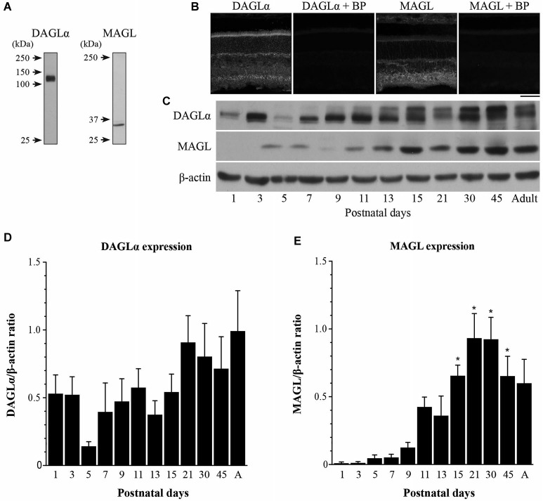 Temporal patterns of protein contents of DAGLα and MAGL during retinal development. (A) Characterization of the antibodies used against DAGLα and MAGL in the adult rat retina. Specific bands were seen at approximately 120 and 33-kDa for DAGLα and MAGL respectively. (B) DAGLα and MAGL expression in the adult rat retina in the presence or not of their respective blocking peptide (BP). Scale bar = 50 µm. (C) Representative examples of DAGLα and MAGL protein content during retinal development. (D,E) Average variations of DAGLα and MAGL during retinal postnatal development and maturation as measured by western blot analysis. Retinas were collected from rats between P1 and adulthood. The quantifications were performed on seven different sets of samples and mean optical density ratios ± SEM are presented for each age group. The statistical differences were assessed using a one-way ANOVA, Bonferroni post hoc-test. * Significant change compared to P1 (P < 0.05).
