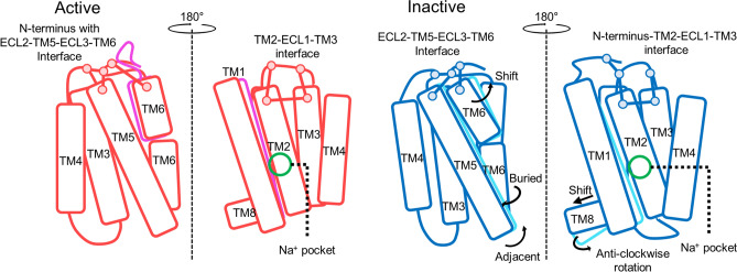 Schematic figure of dynamical changes and inter-helical interaction changes after the toggle switch mutation in CB1. The active and inactive of wildtype CB1 structures are colored as red and blue and of mutant CB1 are magenta and cyan, respectively. Pairwise interactions are presented as solid lines, which are decreased after the mutation. Especially, the position of Na+ pocket is marked as green circle.