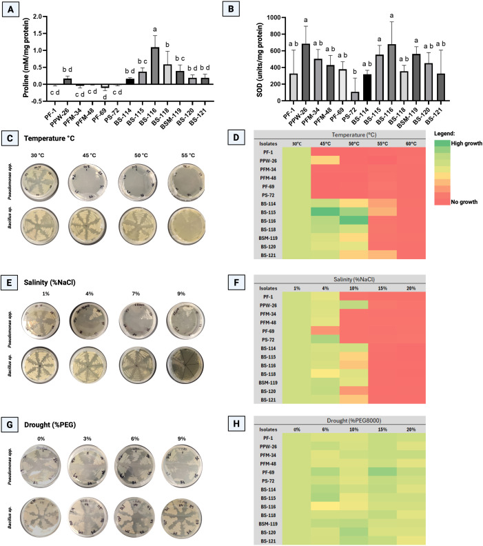 Panel A contains a bar graph comparing proline content across bacterial isolates, with statistical differences marked by letters. Panel B contains a bar graph showing SOD enzyme activity for the same isolates, also annotated for statistical differences. Panel C shows photographs of Petri dishes with two bacterial species grown at four temperatures, revealing growth reduction at higher temperatures. Panel D presents a heatmap summarizing bacterial growth at different temperatures, with a green-to-red gradient for high to no growth. Panel E shows Petri dish photos displaying bacterial growth in increasing NaCl concentrations. Panel F is a heatmap for growth at various salinity levels, color-coded for growth intensity. Panel G shows Petri dishes with bacteria growing under increasing PEG concentrations to simulate drought. Panel H displays a heatmap of bacterial growth under drought conditions, using a similar color scale.