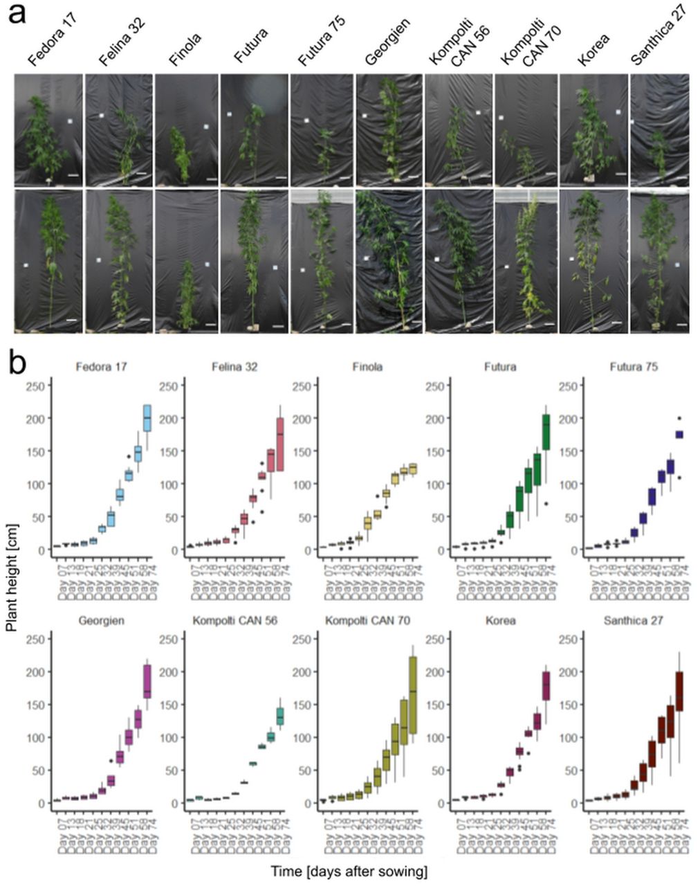 Inter- and intravarietal differences in hemp plant height.The tallest (top) and smallest (bottom) plant per cultivar are depicted (a), scale bars 20 cm. Hemp plant height is represented as box plots measured on days 7, 13, 18, 21, 25, 32, 39, 45, 51, 58, and 74 after sowing. Each panel represents one hemp cultivar (b).