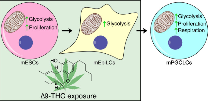 The effect of cannabis on embryonic stem cell types from mice.The psychoactive component of cannabis, ∆9-THC, alters the growth and metabolism of early embryonic cell types of mice. Treatment with ∆9-THC increased glycolysis in mouse embryonic stem cells (mESCs, pink circle) and epiblast-like cells (mEpiLCs, yellow shape). It also increased the proliferation rate of the mESCs, but not mEpiLCs. Primordial germ cell-like cells (mPGCLCs, blue circle) derived from the ∆9-THC-treated cells also showed increased rates of glycolysis, respiration and proliferation, even in the absence of ongoing ∆9-THC exposure.