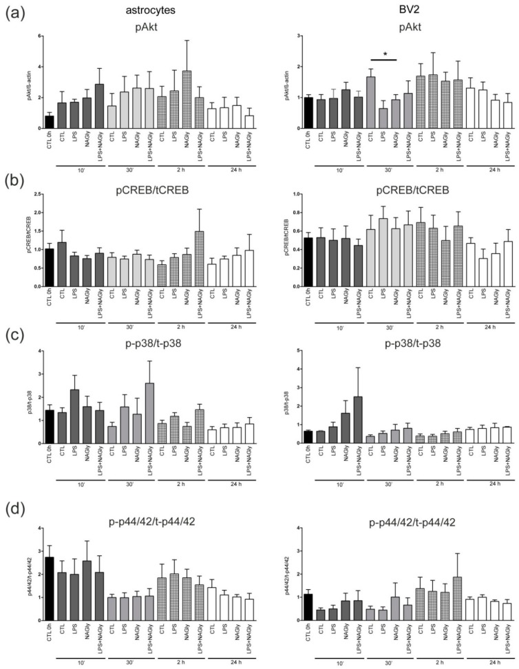 NAGly (0.1 µM) and intracellular signaling cascades analyzed using Western blot. The BV2 cells and primary astrocytes (n > 3) were collected after treatment with NAGly and/or LPS (10 ng/mL) for 10 min, 30 min, 2 h and 24 h and screened for activation of signaling cascades (a) Akt, (b) CREB, (c) p38 MAPK or (d) p44/42 MAPK. (a) NAGly led to decrease in pAkt after 30 min in comparison to the control group (CTL 30 min) in BV2 cells (n0h = 47; nCTL10′ = 16; nNAGly10′ = 11; nCTL30′ = 15; nNAGly30′ = 11; nCTL2h = 12; nNAGly2h = 9; nCTL6h = 12; nNAGly6h = 9; nCTL24h = 14; nNAGly24h = 10). (b–d) In the BV2 cells or astrocytes pCREB, p-p38 and p-p44/42 were not affected by NAGly. The asterisk denotes significant results regarding the respective measurement indicated with the bar.