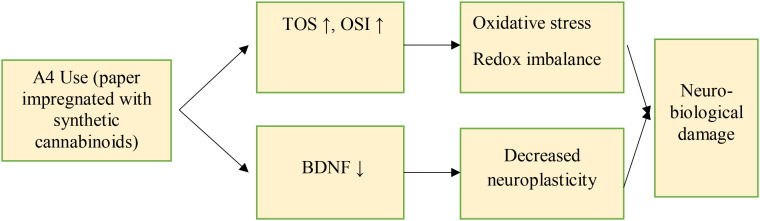 Flowchart depicting the effects of A4 paper impregnated with synthetic cannabinoids. TOS and OSI increase, causing oxidative stress and redox imbalance, leading to neurobiological damage. BDNF decreases, reducing neuroplasticity, further contributing to neurobiological damage. Arrows indicate progression.