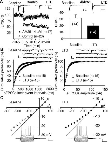 Presynaptic CB1R-mediated LTD in the PrPFC.(A) Left: A 10 min 10 Hz stimulation of layer II-III fibers (arrow) induced a profound long-term depression of evoked EPSCs recorded in patch-clamped layer V-VI pyramidal neurons. The induction of LTD was completely prevented when slices were preincubated and tetanized in the presence of the CB1R antagonist AM251 (4 µM). Traces represent the average of 12 consecutive EPSCs before and 25 minutes after LTD induction in the absence (upper left) or presence (upper right) of AM251. Right: The coefficient of variation, 1/CV2, was significantly reduced after induction of eCB-LTD (p = 0.0025 paired t-test). Calibration bars: x: 50 ms, y: 100 pA. (B) Representative continuous 3 seconds sweeps showing the spontaneous EPSCs (sEPSCs) recorded before (left) and after eCB-LTD induction (right). The distribution of sEPSCs inter-event intervals (left panel) but not of their amplitude (right panel) was modified following induction of LTD suggesting a presynaptic modulation (Kolmogorov-Smirnov test: inter event interval p<0.005, amplitude p = 0.507). Calibration bars: x: 100 ms, y: 10 pA. (C) Responses to hyperpolarizing and depolarizing somatic current pulses of a typical pyramidal neuron in the PFC before and after induction of eCB-LTD. Similar I–V curves were obtained suggesting that eCB-LTD induction did not change post-synaptic pyramidal neurons properties. Calibration bars: x: 100 ms, y: 25 mV.