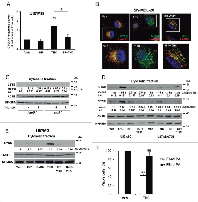THC promotes lysosomal membrane permeabilization in a sphingolipid- and autophagy-dependent manner. (A) Effect of THC (4 µM) and ISP-1 (5 μM) on CTSB (cathepsin B) + CTSL (cathepsin L) cysteine protease activity in the cytosolic fraction of U87MG cells (16 h). Data are expressed as the mean fold increase in cytosolic CTSB + CTSL cysteine protease activity ± s.d. relative to vehicle-treated cells (n = 4; **, P< 0.01 from vehicle-treated cells; and #, P < 0.05 from THC-treated cells). (B) Effect of THC (4 µM) and ISP-1 (5 µM) on CTSB and LAMP2 (lysosomal-associated membrane protein 2) subcellular distribution (as determined by immunofluorescence) of SK-MEL28 metastatic melanoma cells (n = 3). Bar: 20 μm. Bottom panels correspond to higher magnification images of the cells marked with white squares in the upper panels. Single and merged channels for these microphotographs are shown in Fig. S6A. (C) Effect of THC (18 h) on CTSB distribution in the cytosolic fraction of Atg5+/+ or atg5−/− (autophagy-deficient) HRASV12/T-large-transformed MEFs (n = 3). Western blots of a representative experiment are shown. NFKBIA/IκBα (NFKB inhibitor α) is included as a control for the presence of cytosolic proteins in the cytosolic fraction. Values in the bottom of the western blots correspond to the mean fold change in the mature CTSB to ACTB/β-actin ratio ± s.e. relative to vehicle-treated Atg5+/+ cells (n = 3; **, P < 0.05 from vehicle-treated cells). Analysis of CTSB distribution in the membrane fraction is shown in Fig. S6B. (D) Effect of THC (4 µM, 16 h) on CTSB and CYCS (cytochrome c, somatic) distribution in the cytosolic fraction of shC and shATG5 U87MG cells (n = 3; a representative western blot is shown). NFKBIA is included as a control of the presence of cytosolic proteins in the cytosolic fraction. Values in the bottom of the western blots correspond to the fold change in the mature CTSB to ACTB ratio ± s.e. and in the CYCS to ACTB ratio ± s.e., respectively, relative to shC U87MG vehicle-treated cells (n = 3; *, P < 0.05 from vehicle-treated cells; and #, P < 0.05 from THC-treated cells). Analysis of CTSB and CYCS distribution in the membrane fraction is shown in Fig. S6C. (E) Effect of THC (4 µM), ISP-1 (5 µM) and CTSB inhibitor (10 µM) on CYCS distribution in the cytosolic fraction of U87MG cells (n = 2; a representative western blot is shown). NFKBIA is included as a control of the presence of cytosolic proteins in the cytosolic fraction. Values in the bottom of the western blot correspond to the fold change in the CYCS to ACTB (actin, β) ratio relative to U87MG vehicle-treated cells. Analysis of CYCS distribution in the membrane fraction is shown in Fig. S6D. (F) Effect of THC (5 μM) and of the cysteine protease inhibitor E64d (10 μM) and the aspartic protease inhibitor pepstatin A (PA; 10 μg/ml) on the number of U87MG cells (as estimated by the MTT test, 18 h) (n = 4; **, P < 0.01; ##, P < 0.01).