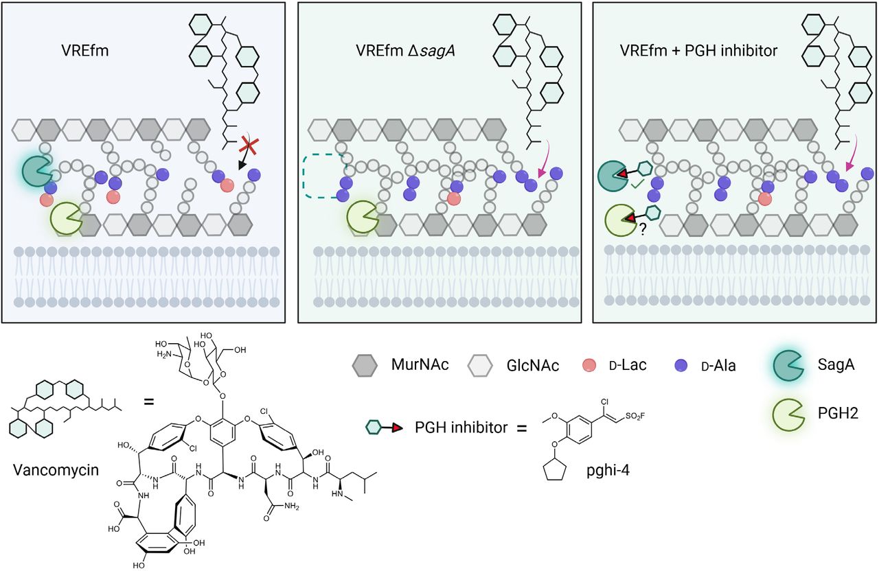 Summary of SagA inactivation and impact on vancomycin susceptibility in VREfm.VREfm with functional SagA peptidoglycan remodeling display D-Lac-ending peptidoglycan fragments enabling vancomycin binding. Genetic inactivation of SagA impairs peptidoglycan remodeling in VREfm, which results in increased vancomycin susceptibility. Pharmacological inactivation of SagA and perhaps PGH2 by PGH inhibitor (pghi-4) impairs peptidoglycan remodeling in VREfm, which results in increased accumulation of D-Ala-D-Ala-containing peptidoglycan and vancomycin susceptibility. Created with BioRender.