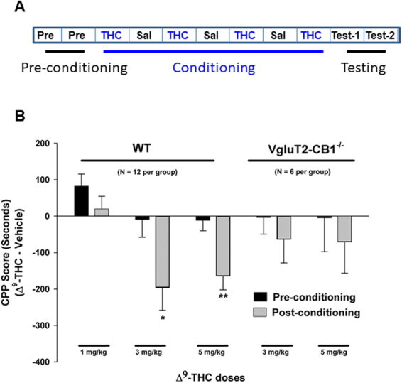 Δ9-THC-induced condition place aversion in mice. (A) Schematic diagram illustrating the procedure for Δ9-THC-induced conditioned place preference (CPP) or aversion (CPA). (B) Δ9-THC produced a significant dose-dependent CPA in WT littermates, an effect that was significantly attenuated in VgluT2-CB1 −/− Mice. *p < 0.05, **p < 0.01, compared to preconditioning in each dose group.