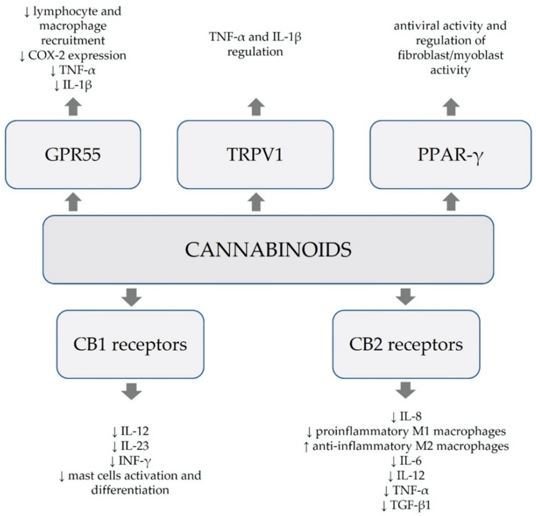 Anti-inflammatory, immunological and antioxidative modes of action of cannabinoids [3].