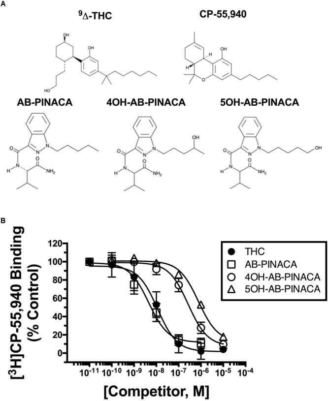 (A) Structures of drugs used in this study. (B) Competition receptor binding in CHO-hCB1 cell membranes to compare CB1R affinity of SCBs examined. The affinity of AB-PINACA (open squares) for hCB1Rs is similar to that of the well characterized Δ9-THC (filled circles). Although exhibiting reduced hCB1R affinity compared to the parent compound, both hydroxylated AB-PINACA metabolites (4OH-AB-PINACA, open circles and 5OH-AB-PINACA, open triangles) nevertheless maintain nanomolar affinity for hCB1Rs. Specific binding was determined by incubating 0.2 nM of [3H]CP-55,950 with increasing concentrations of the indicated drugs and 50 μg of membranes prepared from CHO-hCB1 cells (see section “Materials and Methods”). Data points presented are the mean ± SEM of [3H]CP-55,940 binding in the presence of test compounds. The Cheng–Prusoff equation (Cheng and Prusoff, 1973) was used to convert the experimental IC50 values obtained from competition receptor binding experiments to Ki values, a quantitative measure of receptor affinity. The mean ± SEM and statistical comparison of pKi values calculated for each SCB are presented in Table 2.