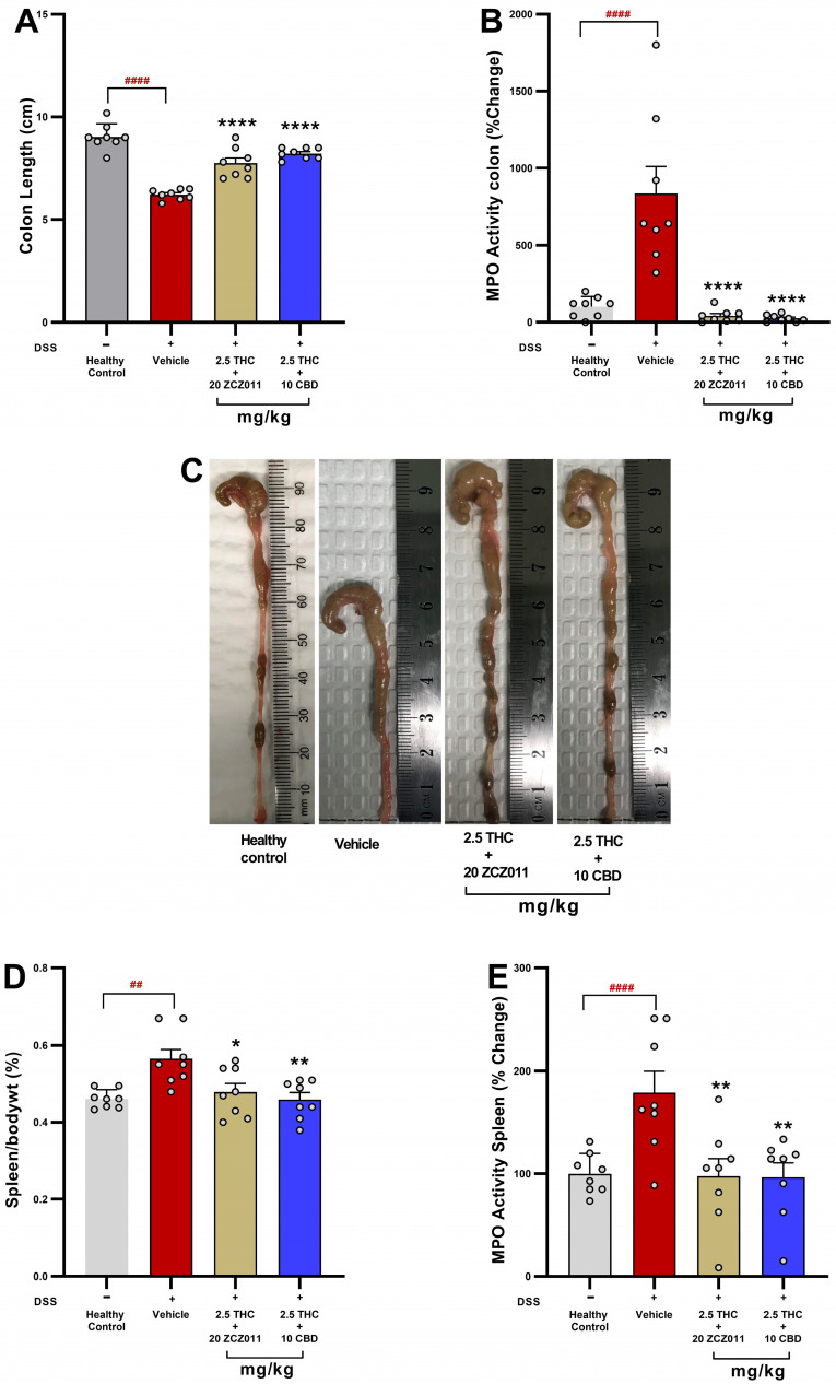 Effects of combination therapies on markers of colitis severity and systemic inflammation. The figure illustrates the modulation of colon and spleen inflammation in chronic colitis across different treatment groups. (A) Colon length. (B) Colonic MPO activity. (C) Representative images of colons. (D) Spleen-to-body weight percentage. (E) Splenic MPO activity. Data expressed as mean ± SEM, with significant differences denoted as ## p < 0.01, #### p < 0.0001 compared to the healthy control; and * p < 0.05, ** p < 0.01, **** p < 0.0001 compared to the vehicle group.