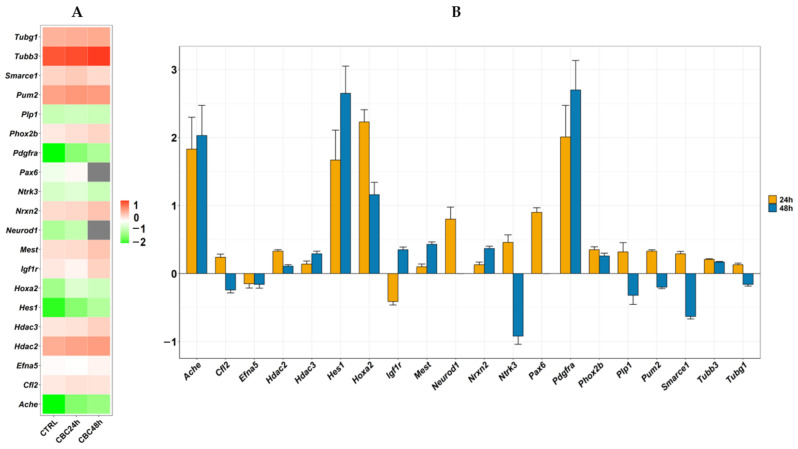 Expression of markers of neurodifferentiation. Frame (A) shows a heatmap related to level of expression of the markers in CTRL or CBC at 24 h or 48 h. The mean level of expression among the markers is in white so that DEGs expressed more than the mean go towards the red palette while DEGs expressed lower than the mean is represented in the green palette. In grey the genes that are no DEG in the comparison against CBC 48 h. Frame (B) shows the fold change of markers so that DEGs with positive values are upregulated while DEGs with negative values are downregulated in CBC. For each bar is included the standard error bar.