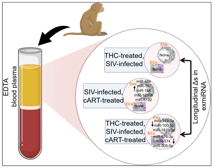Circulating blood plasma miRNAs and their association with EVs and ECs in SIV-infected rhesus macaques under various treatments—THC, ART, THC, and ART. Parts of this illustration was created with BioRender.com.