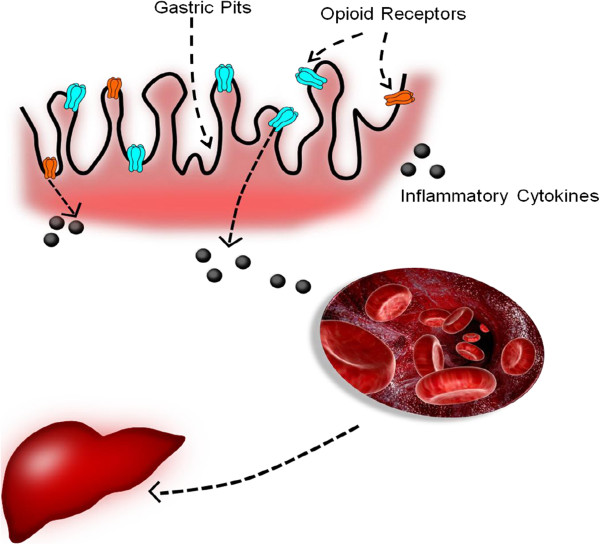 Increased expression of opioid receptors within gastric mucosa may trigger the release of inflammatory cytokines into circulation. The close proximity of liver to stomach and thus the secreted cytokines results in increased hepatic inflammation.