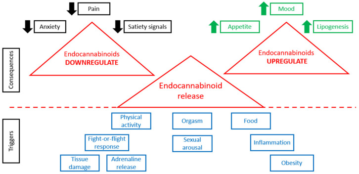 ECS in normal and pathological conditions.