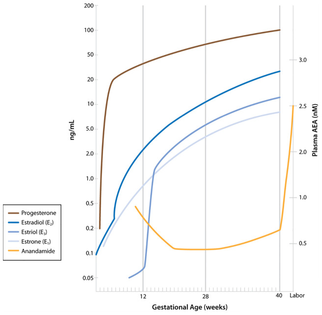 Maternal plasma anandamide levels as described by Habayeb and colleagues (14) relative to levels of progesterone and estrogens during pregnancy. (Figure including levels of progesterone and estrogens published in Boron WF, Boulpaep EL: Medical Physiology, 3rd ed. Philadelphia, Elsevier, 2017. Data from Wilson JD, Foster DW, Kroenber M, Larsen PR: Williams Textbook of Endocrinology, 9th ed. Philadelphia, WB Saunders, 1998. Used with permission.)