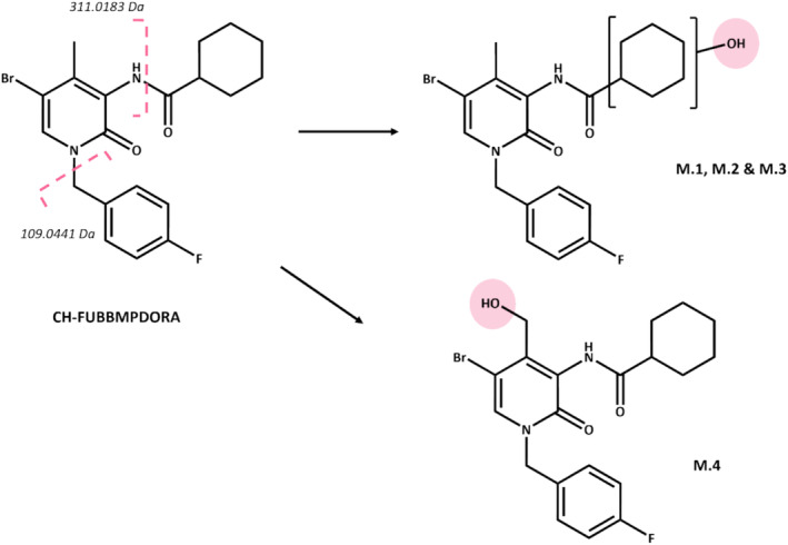 Metabolism scheme for CH‐FUBBMPDORA generated following in vitro incubation with HLMs. For metabolites M.1, M.2, and M.3, the exact position of the hydroxylation could not be unequivocally determined in this study, illustrated by the brackets.