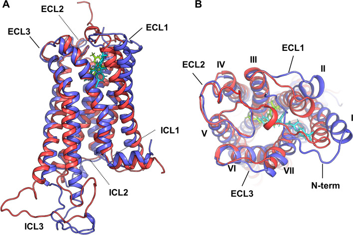 Overall structures of CB1 receptors. Structure of CB1 (A) in side view and (B) in top view. Colored as: active (red), inactive (blue) of CB1, agonist THC (green) and inverse agonist taranabant (cyan), respectively.