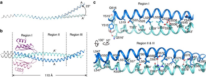 The coiled-coil structure of Mira514–595.(a) The Mira514–595 forms an asymmetric coiled-coil with one helix curved about 23 degrees. (b) The Mira514–595 coiled-coil contains three potential target-binding regions, with region I interacting with Stau dsRBD5. (c) The dimerization interface of the Mira coiled-coil. The side chains of the residues involved in the dimer interface formation are drawn in the stick model. Dotted lines denote hydrogen bonds and salt bridge interactions.