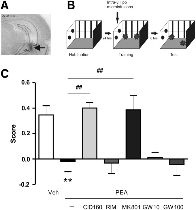 Object location memory is modulated by vHipp PEA infusion. Pretraining infusion of PEA (1 μg/0.5 μL) impairs retention of long-term object location memory, tested 6 h after training. This impairment was reversed when PEA was coinfused with GPR55 antagonist (CID160, 1 μg/0.5 μL), and NMDA antagonist (MK801, 1 μg/0.5 μL), but not by the selective PPARα antagonist, GW 6471 (10–100 ng/0.5 μL). (A) Photomicrograph of the vHipp showing representative microinfusion site. (B) Object location protocol used. (C) Scores of the different groups tested. Post hoc comparisons Newman–Keuls. **p<0.01 versus Vehicle (VEH). ##p<0.01 versus other treatments. NMDA, N-methyl-D-aspartate; PPARα, peroxisome proliferator-activated receptor alpha; RIM, Rimonabant.