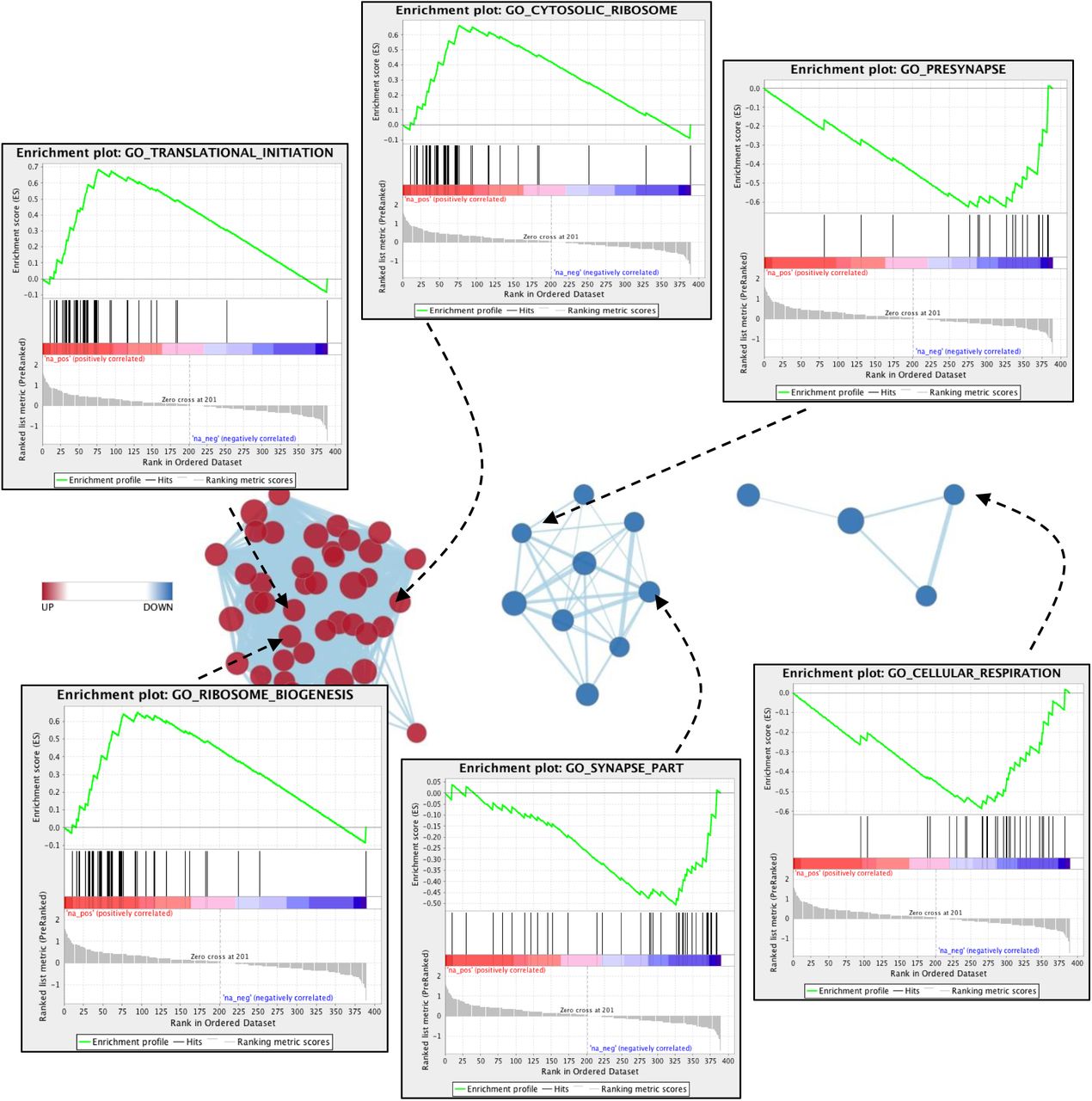 Examples of GO terms in each cluster are provided. Enrichment score (green line) is computed by individual protein rank (black vertical lines) in the ranked list for each GO term and direction of change (up v. down v. no change).