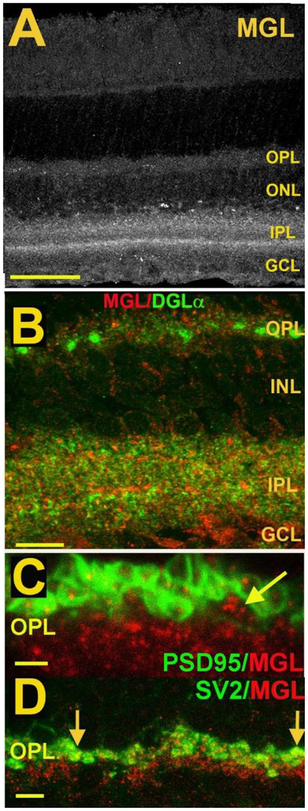 MGL is present in rod spherules and cone pedicles in the OPL and is expressed prominently in two laminae of the IPL. (A) MGL staining in the mouse retina. (B) MGL (red) staining with DGLα (green) shows their apparent non-overlap and relative localization. (C) MGL (red) costaining with PSD95 (green), a marker that outlines rod and cone terminals shows MGL within a cone terminal (arrow) as well as punctate staining within multiple rod spherules. (D) MGL (red) costaining with SV2 (green), a marker for rod spherules, shows substantial overlap in the OPL (arrows). Scale bars: (A): 60 μm; (B): 25 μm; (C): 15 μm; (D): 25 μm. Adapted from Hu et al. (2010).