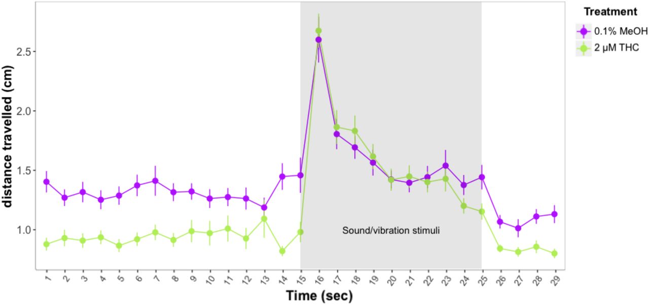 Distances travelled by control and THC treated larvae before and after exposure to 10 sound/vibration stimuli. Figure shows mean distances travelled in one second time bins. Error bars represent ±SEM. Sample sizes: n=48 per dose group.