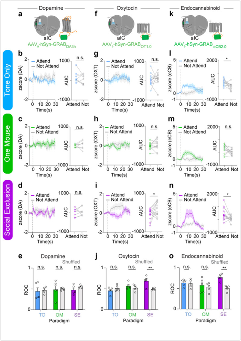 Genetically encoded fluorescent sensors reveal the role of oxytocin and endocannabinoid signaling dynamics in decoding trial types selectively during Social Exclusiona, Fiber photometry and viral injection schematic using a genetically encoded dopamine sensor GRABDA3h. b-d, Dopaminergic dynamics during Social Exclusion (SE), One Mouse (OM), and Tone Only (TO) conditions. The dotted line for each trace marks the onset of each trial. Each trial lasts 15 seconds. 15 trials were taken to generate a trial average response, which was determined using the local thresholds per animal. The AUC was taken from 0-20s to account for sensor dynamics. b, Tone Only responses (n = 8, two-tailed paired t-test; p= 0.35, t7 = 0.99). (c) One Mouse responses (n=8, two-tailed paired t-test; p = 0.49, t7 = 0.72). d, Social Exclusion responses (n = 8, two-tailed paired t-test; p = 0.68, t7 = 0.43). Error bars and solid shaded regions around the mean indicates s.e.m. e, Decoding “Attending” and “Not Attending” trials within each social condition (SE, OM, and TO) using a random forest model and 5-fold cross validation. ROC values obtained from using dopaminergic dynamics to decode between Attending and Not Attending (2-Way ANOVA, Main Effect across conditions p = 0.61, F(2, 24) = 0.50, Main Effect Data vs Shuffled p = 0.43, F(1, 24) = 0.64). f, Fiber photometry and viral injection schematic using a genetically encoded oxytocin sensor GRABOT1.0g-i, Oxytocinergic dynamics during Social Exclusion, One Mouse, and Tone Only paradigms, extracted from “Attending and “Not Attending” Trials. Baseline for z-score was −5 – 0s prior to cue onset. Dotted lines at 0 represent cue onset. Area under curve was taken from 0-20s post cue. g, Tone Only responses (n = 14, two-tailed paired t-test; p = 0.53, t13 = 0.64). (h) One Mouse responses (n = 13, two-tailed paired t-test; p = 0.29, t12 = 1.12). i, Social Exclusion responses (n = 14, two-tailed paired t-test; *p = 0.039, t13 = 2.29). j, ROC values obtained from using oxytocinergic dynamics to decode between “Attending” and “Not Attending” (Two-Way ANOVA, Main Effect across conditions *p = 0.02, F(2, 24) = 4.4, Main Effect Data vs Shuffled *p = 0.047, F(1, 24) = 4.4, Interaction **p = 0.007, F(2, 24) = 6.1. Sidak’s Multiple Comparisons Test, SE vs SE shuffled **p = 0.003, OM vs OM shuffled p = 0.7, TO vs TO shuffled p = 0.6). k, Fiber photometry and viral injection schematic using genetically encoded endocannabinoid sensor GRABeCB2.0. l-n, Endocannabinoid dynamics during Tone Only, One Mouse and Social Exclusion paradigms, extracted from “Attending” and “Not Attending” Trials. Area under curve was taken from 0 – 15s post cue. l, Tone Only responses (n = 13, two-tailed paired t-test; *p = 0.01, t13 = 2.9). m, One Mouse responses (n = 14, two-tailed paired t-test, p = 0.05, t14 = 2.2). n, Social Exclusion responses (n = 14, two-tailed paired t-test, *p = 0.02, t13 = 2.6). n, o, ROC values obtained from using endocannabinoid dynamics to decode between Attending and Not Attending (Two-Way ANOVA, Main Effect across conditions p = 0.2, F(2, 24) = 1.7, Main Effect Data vs Shuffled *p=0.01, F(1, 24) = 7.6, Sidak’s Multiple Comparisons Test, SE vs SE shuffled **p = 0.002, OM vs OM shuffled p = 0.9, TO vs TO shuffled p = 0.99).