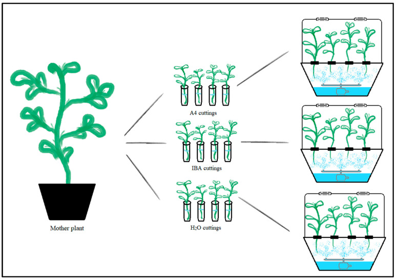 Illustration of the experimental setup. A mother plant from each C. sativa cultivar (left) provided 12 cuttings, which were separated into three groups (middle) according to their respective immersion treatment: A4 inoculation; IBA exposure; or H2O treatment. Lastly, in the (right) part, there is the aeroponic system and cutting representation. Cuttings were immersed for 20 h in their respective treatment and maintained in aeroponic growth units for 25 days.