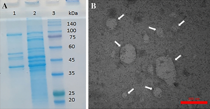 A.muciniphila OMVs confirmation. (A) SDS-PAGE. (1) OMVs proteins (2) supernatant (3) molecular weight Protein Marker (B) TEM image × 18,000. Arrows indicate OMVs in different sizes (30–300 nm).