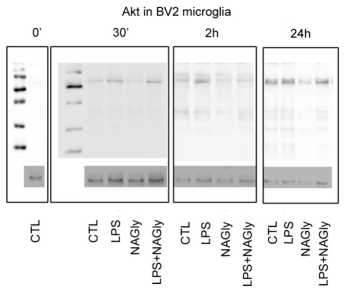 Representative Western blot membrane of Akt (60 kDa) after 30 min, 2 h and 24 h in BV2 cells. For better visualization contrast and brightness were enhanced. Western blots were performed on different membranes; ß-actin was used as a house-keeping protein.