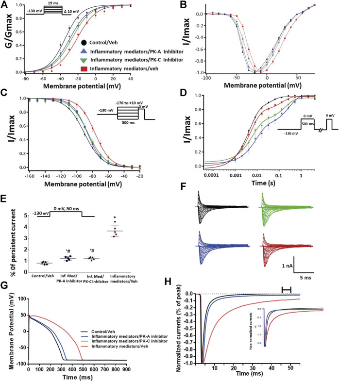 (A) Effect of PK-A inhibitor (H-89, 2 µM for 20 min) or PK-C inhibitor (Gö 6,983, 1 µM for 20 min) or their vehicle on the conductance curve Nav1.5 transfected CHO cells incubated in the inflammatory mediators for 24 h with the insert showing the protocol (n = 5, each). (B) IV curves (C) Effect of PK-A inhibitor (H-89, 2 µM for 20 min) or PK-C inhibitor (Gö 6,983, 1 µM for 20 min) or their vehicle on SSFI of Nav1.5 transfected CHO cells incubated in the inflammatory mediators for 24 h with the insert showing the protocol (n = 5, each). (D) Effect of PK-A inhibitor (H-89, 2 µM for 20 min) or PK-C inhibitor (Gö 6,983, 1 µM for 20 min) or their vehicle on recovery from fast inactivation of Nav1.5 transfected CHO cells incubated in the inflammatory mediators for 24 h with the insert showing the protocol (n = 5, each). (E) Effect of PK-A inhibitor (H-89, 2 µM for 20 min) or PK-C inhibitor (Gö 6,983, 1 µM for 20 min) or their vehicle on the percentage of persistent sodium currents of Nav1.5 transfected CHO cells incubated in the inflammatory mediators for 24 h with the insert showing the protocol (n = 5, each). (F) Representative families of macroscopic currents. (G) Effect of PK-A inhibitor (H-89, 2 µM for 20 min) or PK-C inhibitor (Gö 6,983, 1 µM for 20 min) on the In silico action potential duration of Nav1.5 transfected CHO cells incubated in inflammatory mediators for 24 h. (H) Representative persistent currents across conditions. Currents were normalized to peak current amplitude. Bar above current traces indicates period during which persistent current was measured Inset shows non-normalized currents. *p < 0.05 vs. corresponding “Control/Veh” values using one-way ANOVA along with post hoc testing. # p < 0.05 vs. corresponding “inflammatory mediators/Veh” values using Student’s t-test.
