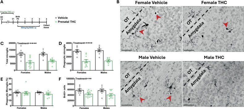 Prenatal exposure to THC decreases microglial phagocytosis and newborn cell number in the developing amygdala.A Schematic showing treatment paradigm, timeline, and legend for (C–F). B Representative 100x images of methyl green and Iba1 labeling from P4 developing amygdala. Black dashed line denotes boundary between amygdala and OT as landmark. Red arrowheads indicate phagocytic microglia. Scale bars represent 40 µm. C Quantification of the total number of all microglia. Two-way ANOVA showed main effect of treatment with THC exposure decreasing the number of microglia (F (1, 31) = 33.76; P < 0.0001). n = 8–10 rats per sex per treatment. ****P < 0.0001. D Quantification of the number of phagocytic microglia. Two-way ANOVA showed main effect of treatment with THC exposure decreasing the number of phagocytic microglia (F (1, 31) = 57.16; P < 0.0001) n = 8–10 rats per sex per treatment. ****P < 0.0001. E Quantification of the percentage of microglia that are phagocytic. Two-way ANOVA showed no interaction or main effects of sex or treatment. n = 8–10 rats per sex per treatment. F Quantification of the total number of BrdU+ cells. Two-way ANOVA showed main effect of treatment with prenatal THC decreasing the total number of BrdU+ cells (F (1, 31) = 10.65; P = 0.0027). n = 8–10 rats per sex per treatment. **P < 0.01.