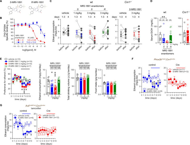 Biased non-brain penetrant CB1R antagonist MRI-1891 regulates VEI through peripheral sensory neuronal CB1R.A Chemical structures of MRI-1891 enantiomers. B CB1R binding affinity of MRI-1891 enantiomers as determined from displacement isotherms of [3H]-CP55940 in crude mouse brain membranes. C The effect of oral administration of S and R enantiomers of MRI-1891 on VEI in wild-type (wt) and CB1R-deficient (Cnr1-/-) littermate mice in the drinking-in-the-dark paradigm. D The corresponding serum ethanol in wild-type (wt) and CB1R-deficient (Cnr1-/-) littermates subjected to the drinking-in-the dark paradigm and treated with S and R enantiomers of MRI-1891 (MRI) or vehicle (V). E The effect of CB1R blockade with S and R enantiomers of MRI-1891 on VEI in C57BL/6 J mice in the two-bottle choice test. F The effect of CB1R blockade with S-MRI-1891 3 mg/kg p.o. on VEI in control (Phox2bwt; Cnr1lox/lox) and tissue-specific Cnr1-deficient (Cre) (Phox2bCre;Cnr1 lox/lox) littermate mice. G The effect of CB1R blockade with S-MRI-1891 3 mg/kg p.o. on VEI in control (Avilwt;Cnr1lox/lox) and tissue-specific Cnr1-deficient (Cre) (AvilCreERT;Cnr1lox/lox) littermate mice pretreated with tamoxifen. Points and bars represent means ± SEM from the indicated number of experiments. Chiral selectivity of MRI-1891 enantiomers to CB1R (B) was performed three times in triplicates. Drinking behavior in individual animals is expressed as points before (average of days 1–3) and after treatment on day 4 (C). Bars and points in (E) show daily and 5-day drinking average, respectively *P < 0.05, **P < 0.01, ***P < 0.001 by Student’s t-test for paired (C) or unpaired samples (D), by Kruskal–Wallis test (D), by one-way ANOVA (bar graphs in E) or by two-way ANOVA (E, F, G). Raw data points and the associated estimates of variation are accessible in the source data file.