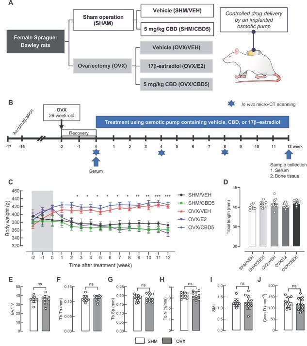 Experimental plan: (A) study design and treatment groups, (B) timeline, (C) tibial length (millimeter, mm) at 40-wk-old, and (D) longitudinal measurements of body weight (BW) from 26- to 40-wk-old. *p < .05, **p < .01, ***p < .001 when compared the OVX/VEH and OVX/CBD5 groups to the SHM/VEH, SHM/CBD5, and OVX/E2 groups (n = 7-10 per group). (E-J) In vivo micro-CT data measured at the age of 26 (2 wk before surgery). No differences between the groups that were later assigned to SHM and OVX were detected. (E) Bone volume fraction (BV/TV), (F) trabecular thickness (Tb.Th), (G) trabecular separation (Tb.Sp), (H) trabecular number (Tb.N), (I) structure model index (SMI), and (J) connectivity density (Conn.D). Statistical significance was determined using an unpaired t-test (n = 10 per group).